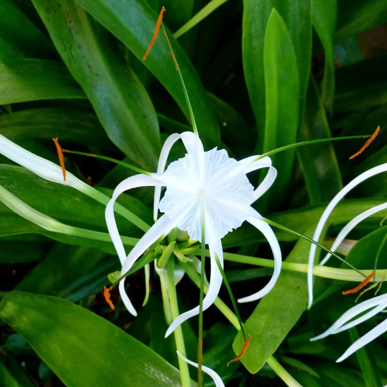 Peace Lily